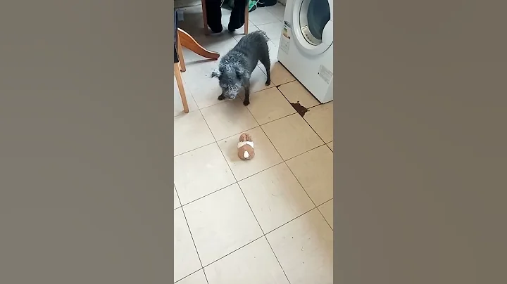 nancy barking at rabbit toy