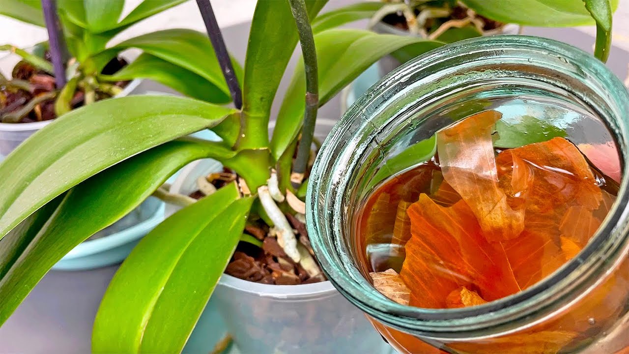 Aquiesse Black Orchidee Soja-Kerze In Geschenkbox – Große Duftkerze Mit Deckel, 284 Ml