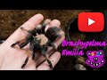 Brachypelma emilia Паук птицеед для новичков ( Животные )