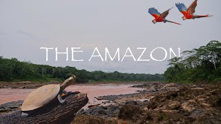 The Amazon Rainforest of Peru: 1 HOUR - Nature and Wildlife 4K