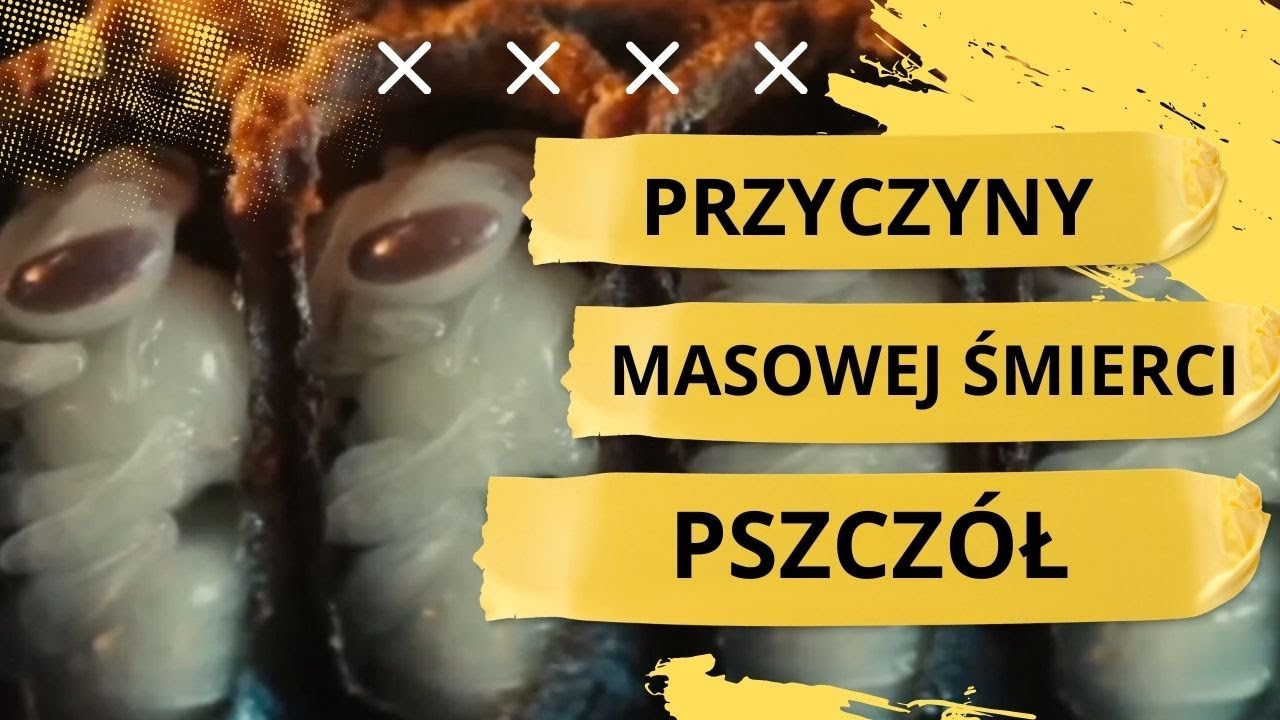 Film dokumentalny o przyczynach masowej śmierci pszczół #pasieka #pszczoly