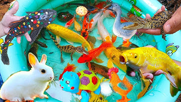 Cùng Bạn Thỏ Trắng Bắt Cá Ngoài Vườn, Cá Sấu, Baba Con, Cua, Tôm, Cá Koi, Rùa Brazil - Phần 11