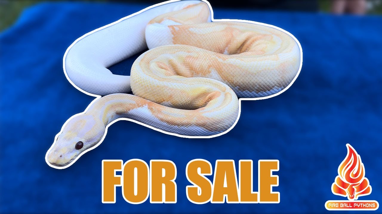 Reptile Expo!! #ballpython #snakes - YouTube