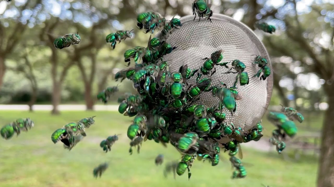 All colors, all sizes: Male orchid bees collect scent at chemical baits