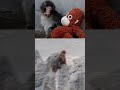 SAYING GOODBYE Punch The Macaque Outgrows His Viral Plushie DWS News AO1C SAYING GOODBYE Punch The Macaque Outgrows His Viral Plushie DWS News AO1C