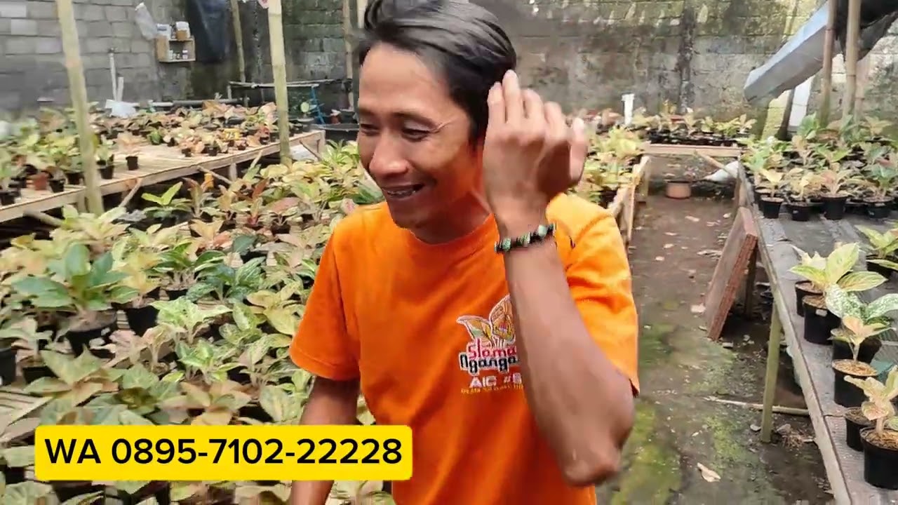 Aglaonema lokal hanya 50rb an