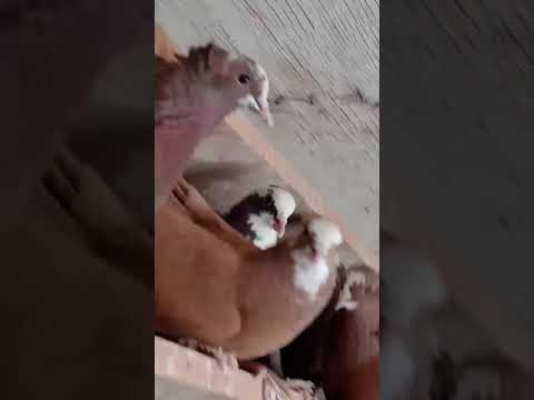طيور حمر للبيع اصله بغداد 48 فحل المكان الحله 07727478261 07802110010