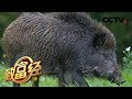《致富经》30头山猪玩出了1.5亿元 20180704 | CCTV农业