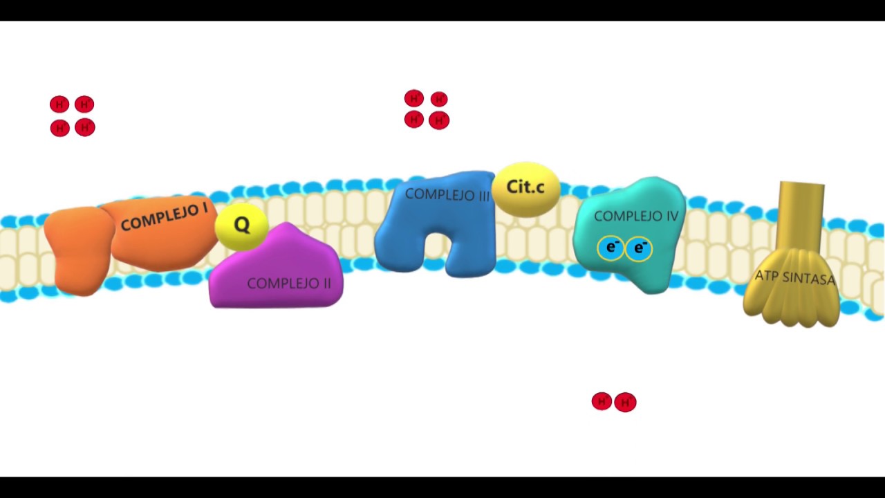 Cadena transportadora de electrones. YouTube