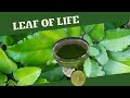 Leaf of life for coughs  colds  benefits of leaf of life  earths medicine