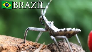 True bugs (Hemiptera) 🇧🇷 Brazil | v150