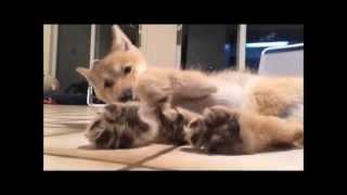 Shhh... Don't Wake the Wolf Pup.