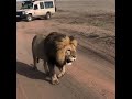 OMG, 🦁 that was so close! Serengeti National Park, the Africa leading National Park!