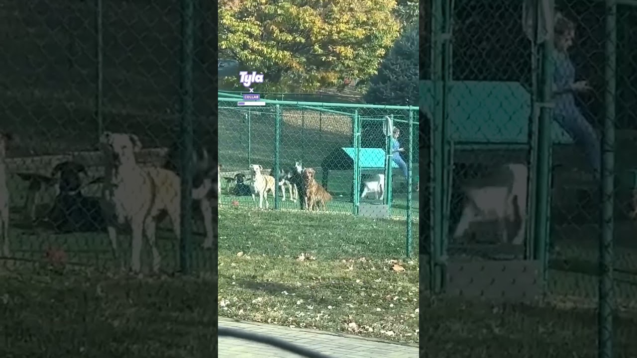 Dogs at daycare don't want woman to leave 🐶