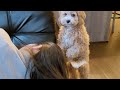 Puppy Having Her First Period And Acting Cranky | Cavoodle