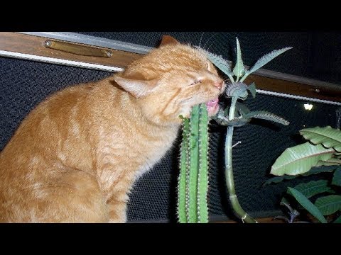 These CATS will