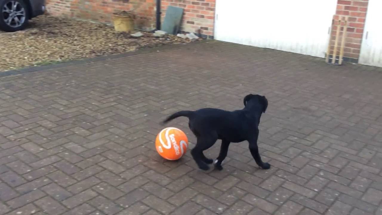 OMFG DOG GET'S 198 FUT DRAFT HIGHEST EVER DRAFT!! MUST WATCH