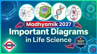 Important Diagrams in Life Science | Madhyamik 2027 | WBBSE | @Padhai_Junction_7