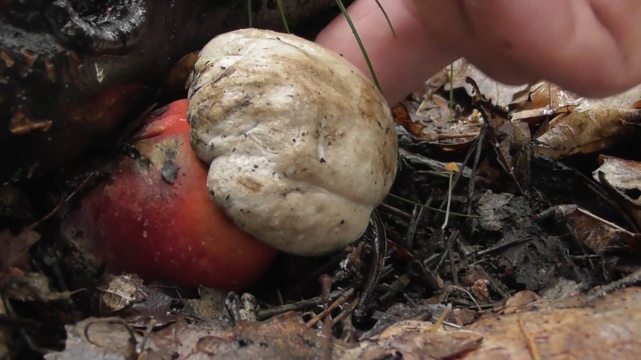 Rubroboletus legaliae - hríb Le Galovej , SVK, 07.06.2018