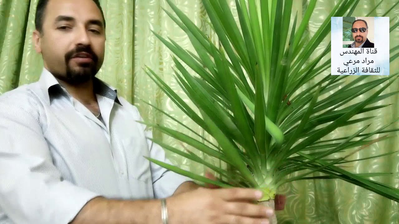 يوكا ودراسينا طرق تكاثر وتفريق بين نباتاتYucca and Drascina  حلقة 21