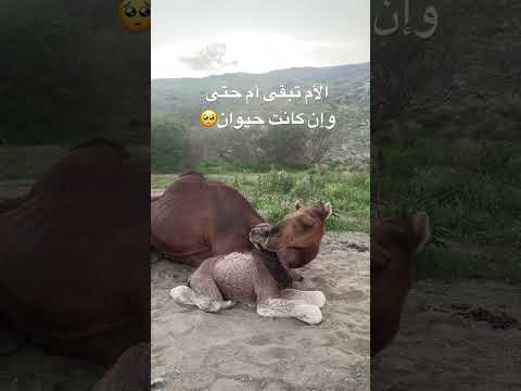 حنان الجمل على إبنه