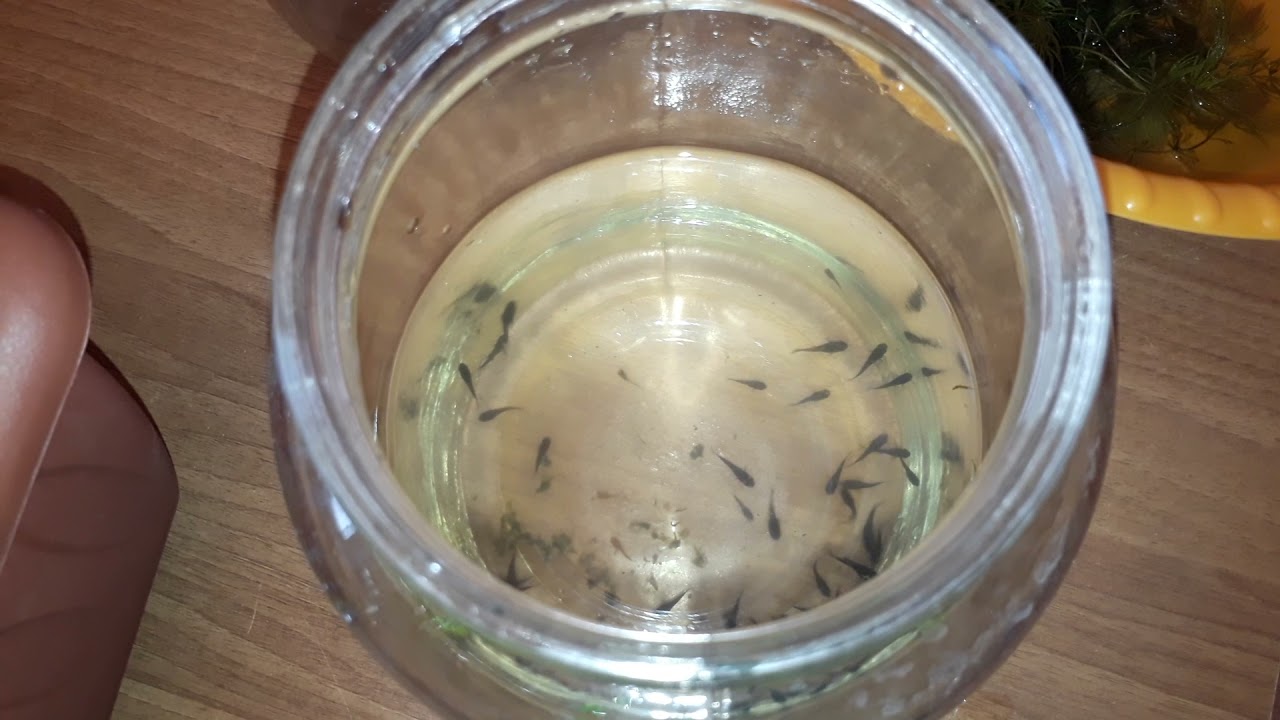 زريعه مولى عمر ١٤ يوم