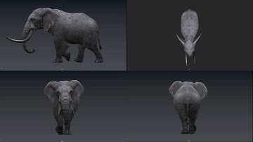 Realistic Elephant Walk Cycle