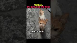 泣きながら近寄ってきた子猫 3年後