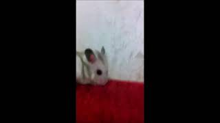 Хомяк Зевнул / The Hamster Yawned / Memes
