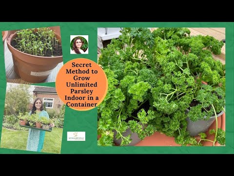 How to Grow Supermarket Parsley Indoor in a Container || All Year Around || Step By Step Tutorial