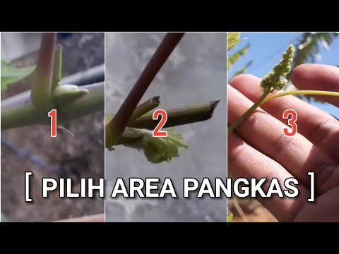 Video: Clematis yang manakah berbunga paling lama?