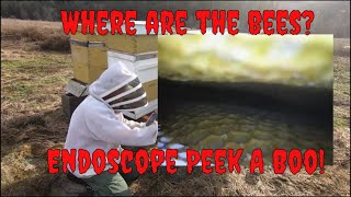 Mid Winter Hive Check With An Endoscope At Kettle Haven Ranch by Kettle Haven Ranch LLC 89 views 2 months ago 8 minutes, 59 seconds