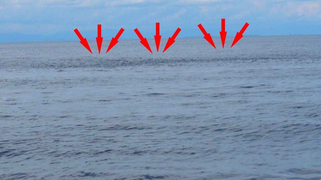 Kejar‼️kawanan ikan ini ngajak petak umpet selalu menghilang saat di kejar