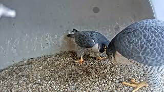 Union County Falcon Cam - 'Eeeee chup' Peregrine falcon courtship displays inside Nestbox by Conserve Wildlife Foundation of NJ 966 views 2 years ago 45 seconds