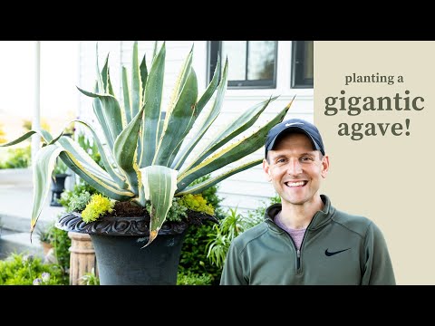 Planting a Gigantic Agave!