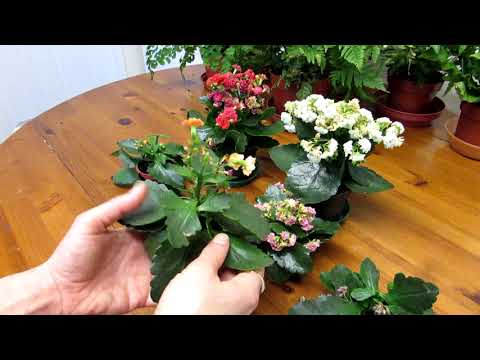 Video: Cắt Tỉa Kalanchoe