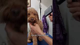 Here's how to hold and use the slicker brush correctly