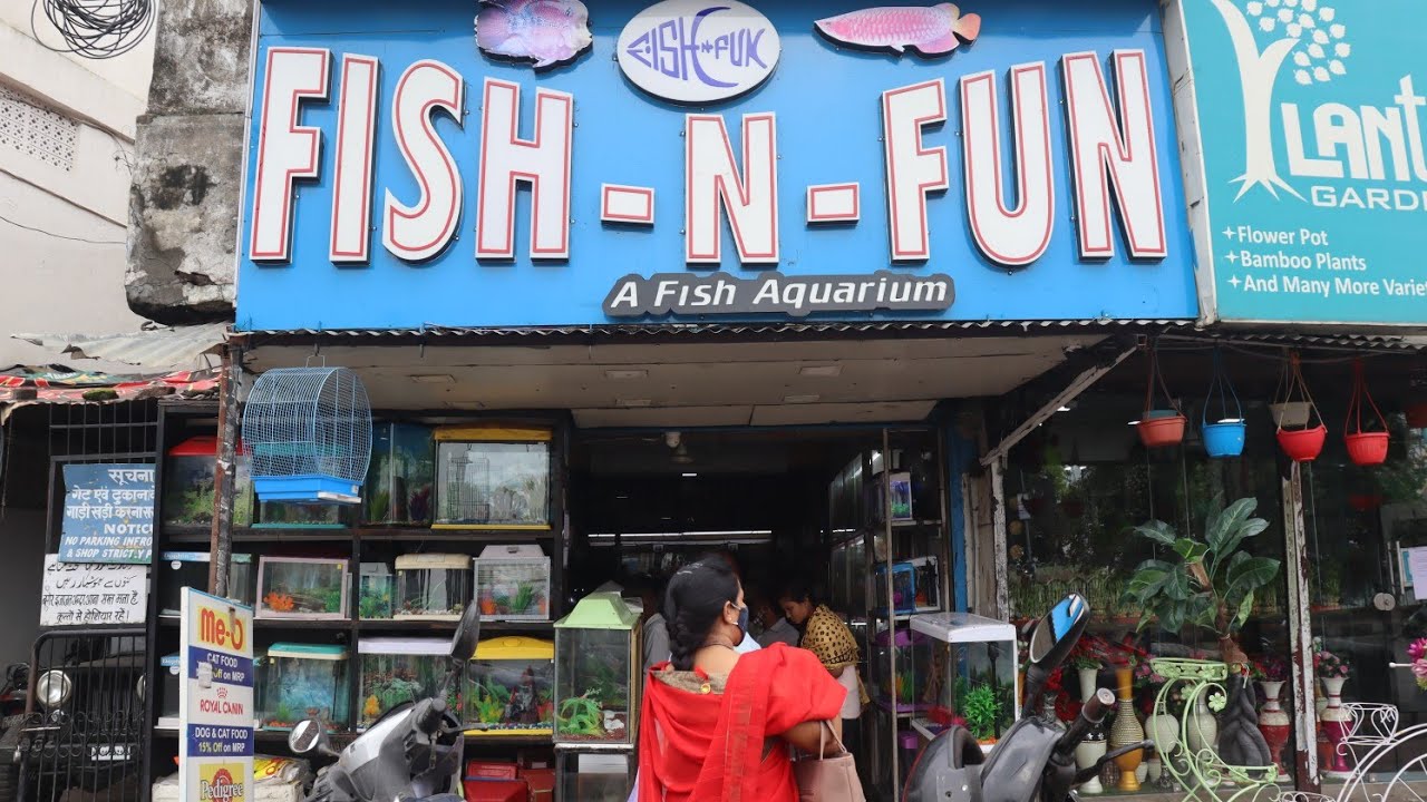 FishNFun Bhopal Aquarium and fish wholesale Shop in Bhopal Rs