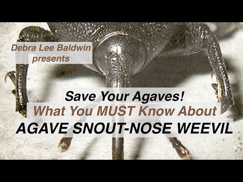 Vidéo: Contrôle du charançon du museau de l'agave - Informations sur les dommages causés par le charançon du museau de l'agave & Yucca