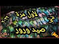 صيد ليلي لطائر الورور آكل النحل جزء ثاني        