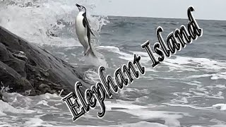 🐘 Elephant Island and a Story of Survival 🐧 by tletter 2,100 views 1 year ago 7 minutes, 5 seconds