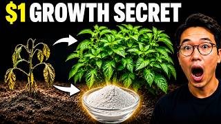 The $1 Powder That Makes Weak Plants Explode With New Growth News