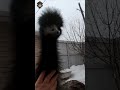 Emu Enjoys a Snowy Morning Walk