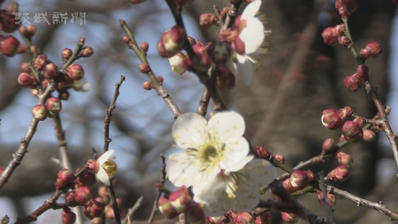 偕楽園 梅の花ほころぶ 水戸 Youtube