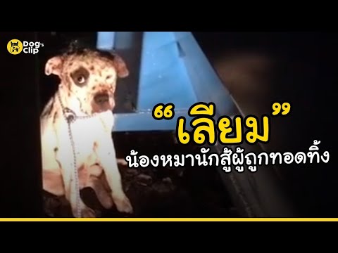 วีดีโอ: 12 สายพันธุ์สุนัขที่ไม่มีอะไรเหมือนแบบแผนที่เป็นอันตรายของพวกเขา