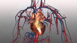 The Heart And Major Vessels - Part 1 - Anatomy Tutorial