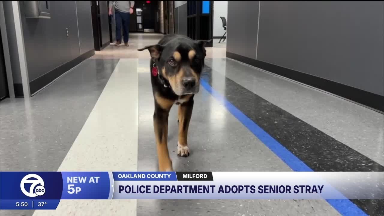 Milford police adopt stray dog found on porch, giving senior pup new home