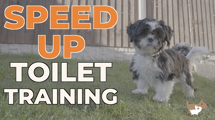 How To Potty Train A Puppy - Quickly