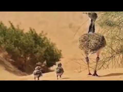 هب البراد وزان وقت المطاريش شيلة