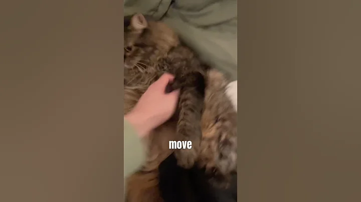 Video 11509181: mainecoon cat pets cute, mainecoons funny cats pets, mainecoon cat funnycat